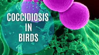 Understanding Coccidiosis in Birds: Symptoms, Treatment, and Prevention