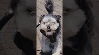 maltipoo relaxing walk