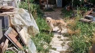 His owner died and he became an orphan dog ...