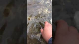 Fishing Video - Regards from Gradac Brown