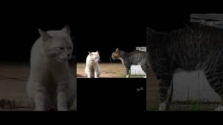 Cat | Funny Animals #shorts #funny #cat