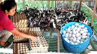 EP-043 | Collecting Duck Eggs| Update Sa Ating Itikan