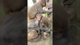 monkey trying to hurt his friend 🤣😅😆🐵 #shorts #animals #funny