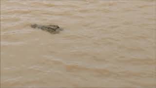 Dangerous crocodiles of St Lucia