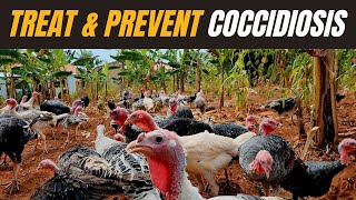 Preventing and Treatment of coccidiosis in Turkeys | Treatment for coccidiosis in Chicken