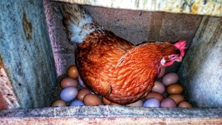 Watch How Chicken Lay Egg In 36 seconds | chicken farm.