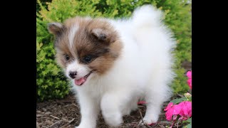 Pomeranian Puppies for Sale