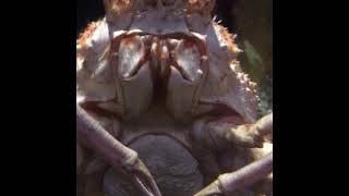 My YouTube Crab IRL