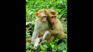 Милые обезьянки отдыхают/Cute monkeys are resting