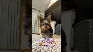 Yorkie puppy is up to something… wait for it!