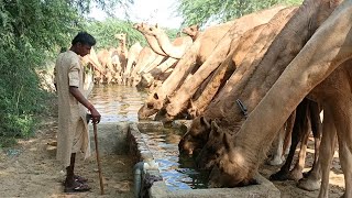 summer pump thar desert |pure water |