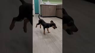 🤣 FUNNY TIKTOK TRY NOT TO LAUGH VERY HAPPY DOG 🤣