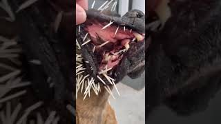 When your dog attacks a porcupine😥🥺#shorts #wildlife #dog #cat #huskeypuppytv #doglover #dogvideos