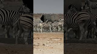 Zebra in Etosha National Park, Namibia.