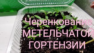 ЧЕРЕНКОВАНИЕ  МЕТЕЛЬЧАТОЙ ГОРТЕНЗИИ  ПОСЛЕ ОБРЕЗКИ МОЛОДОГО ПРОШЛОГОДНЕГО САЖЕНЦА 🌿🌿🌿