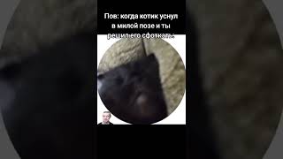 Мемы #cat #memes