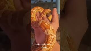 😱 oh no dangerous snake🐍attacked #shortbeta#ratile snake