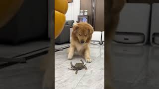 Courageous Crab vs Scared Dog. Who wins? #fyp #shorts #tiktok #animal #crab #dog