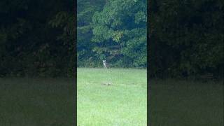 Howls and social sounds are the ticket for fall coyotes. #foxpro #coyote #hunting #shorts