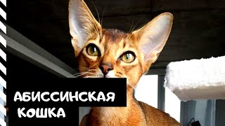 Абиссинская кошка / описание породы и характера