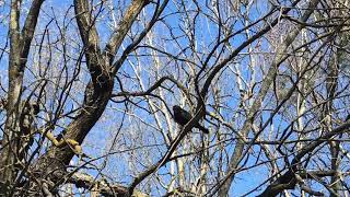 Bird in the forest