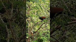 A coucal(Uppan)is one of the species of birds  of cuckoo family