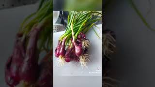 #onion #smallyoutuber #youtubeshorts #viralvideo  #smallgarden #trending #viralvideo #subscribe