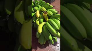 banana.. #trending #viral #shortfilm