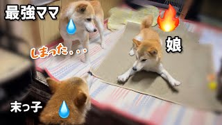 娘柴犬の大暴走スイッチを押してしまった最強ママは今後悔しています。。。(笑)