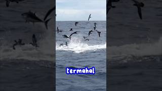 HEWAN LAUT TERMAHAL DAN PALING GANAS DI LAUTAN ‼️#shortvideo #shorts  #viralshorts #170 #kakjeff