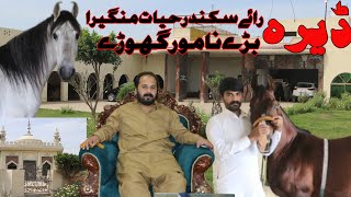 Ghora Gulam e Ghazi || Dancing Horses|| Dera Gulam Abbas Mangaira|| Horse Dance ||Pakistani Horses||