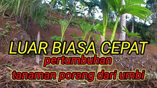 UPDATE tanaman porang bulan November  2021 || usia tanam 3 bulan