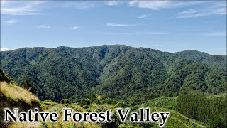 Our Native Forest Valley from the High Hill #4k #nativeforest #newzealand