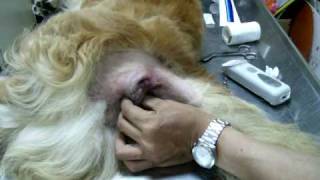 育生動物醫院 狗 會陰疝氣 術前解說 Perineal Hernia of Dog