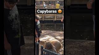 Who else loves #capybara?