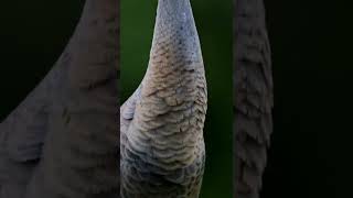 sandhill #bird sassy #travel