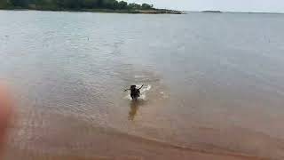 Coolin off in lake Warika in Oklahoma.