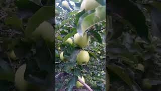 Green Apple Garden in Hunza || mountain area beautiful nature with green apple #viral #shorts