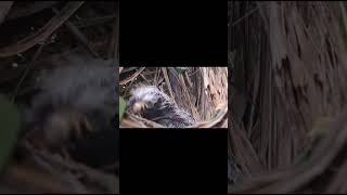 RAKUS!!BURUNG BUTBUT MAKAN TIKUS BESAR #shortsvideo #shortsviral #duniahewan #viral