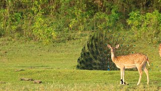 Mesmerizing evening at JhilmilJhil Conservation Reserve