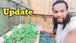 How to get rid of insect on your vegetable no chemical (NO BACKYARD GARDEN