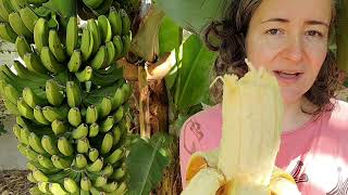 Trying local orinoco banana locally called basto