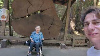 Henry Cowell Redwoods State Park (Visitor's Center