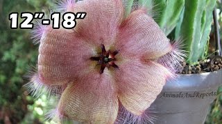 Stapelia gigantea | Succulent