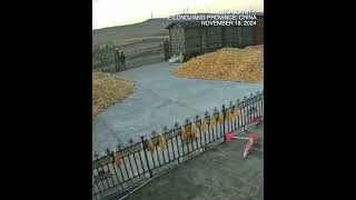 WATCH: Wild tiger stopped by iron fence gate as it charges at villager in NE China