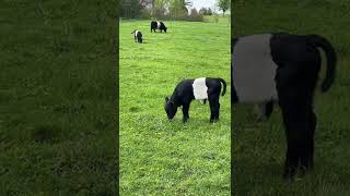 Oreos in the pasture