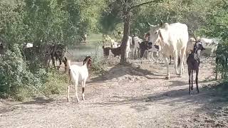 Beautiful goats come to the river for water in Thar  🐐🐐🐐🐐🐏🐏🐐🐐🐄🐄🐄😍🌹🌹