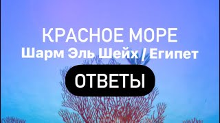 Красное Море / Египет Words of Wonders Ответы