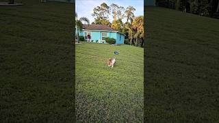 What a catch! Way to go! 🎉👏 #shorts #australianshepherd #dog #games