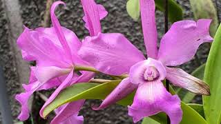 British Orchid Council